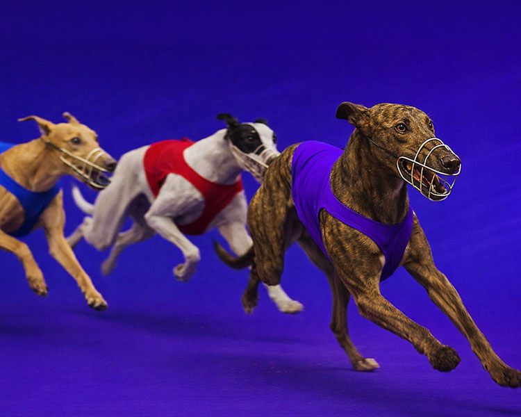 LP new kennel club (2)